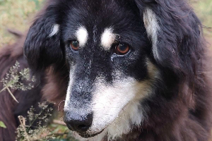 Zoja