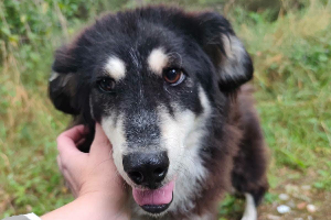 Zoja