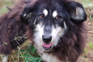 Zoja