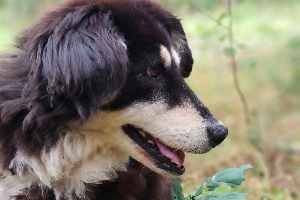 Zoja