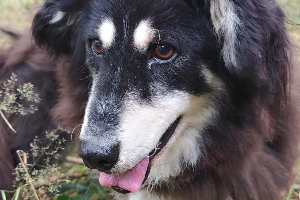Zoja